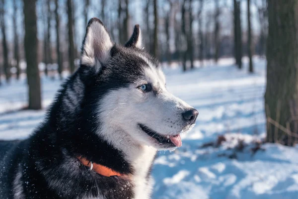 Siberian husky pies snowy Park — Zdjęcie stockowe