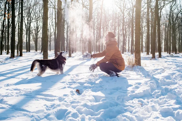 Мужчина играет с сибирской хаски-собакой в снежном парке — стоковое фото