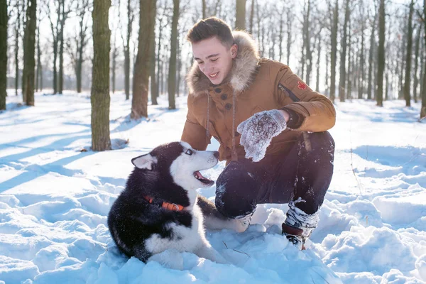 Sibirya husky köpek karlı Park ile oynarken adam