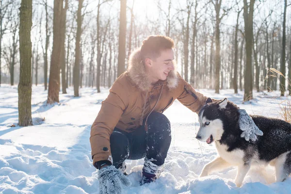 Sibirya husky köpek karlı Park ile oynarken adam
