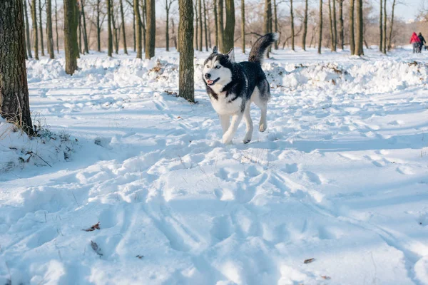 雪の降る公園でシベリアン ハスキー犬 — ストック写真