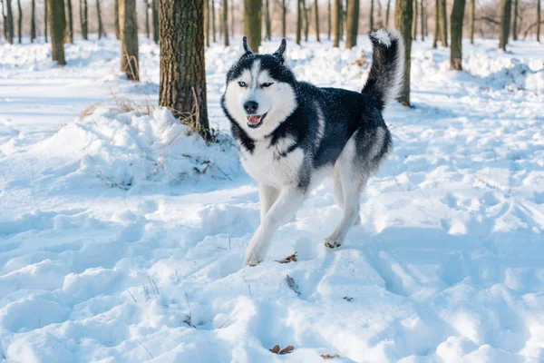 Sibirya husky köpek karlı Park