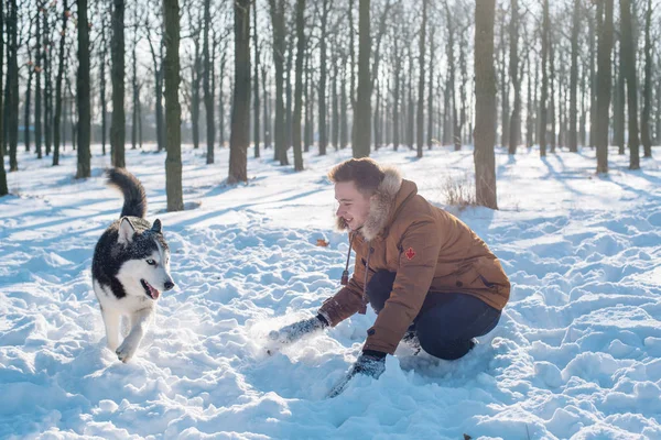 Mies leikkii Siperian husky koira luminen puisto — kuvapankkivalokuva