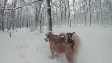 Üç Sibirya husky köpek karlı ormanda oynuyor. Ağır çekim