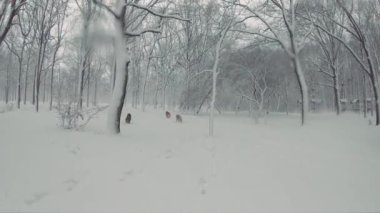 Üç Sibirya husky köpek karlı ormanda oynuyor. Ağır çekim