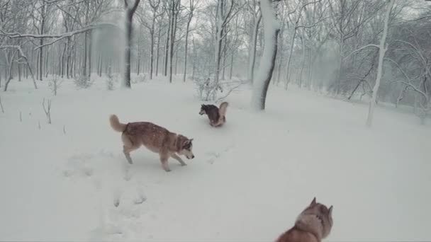 Три Сибирских Хаски Дога Играют Снежном Лесу Медленное Движение — стоковое видео