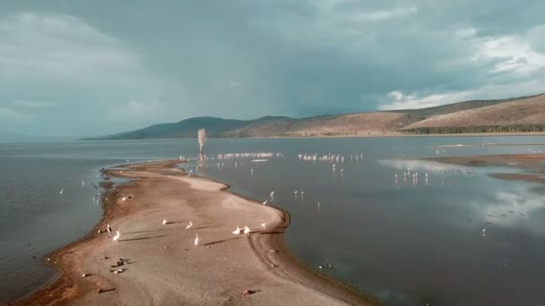 Воздушный Вид Пеликанов Озере Накуру Кении — стоковое видео