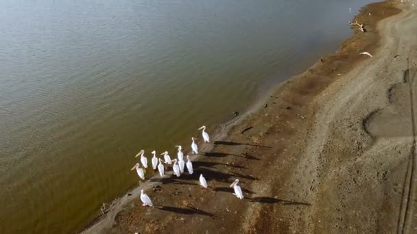 Widok Lotu Ptaka Pelikany Jezioro Nakuru Kenii — Wideo stockowe