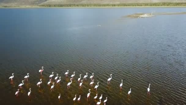 Letecký Pohled Flamingo Ptáky Jezeře Nakuru Keni — Stock video