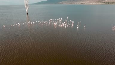 flamingo kuşları havadan görünümü üzerinde Gölü Nakuru Kenya