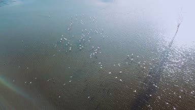 flamingo kuşları havadan görünümü üzerinde Gölü Nakuru Kenya