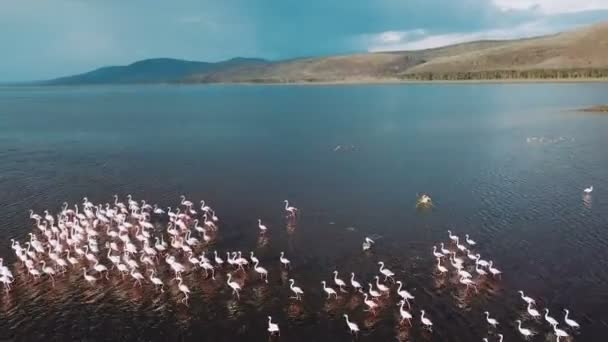 ケニアのナクル湖のフラミンゴ鳥の空中写真 — ストック動画