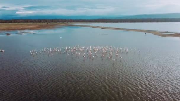 ケニアのナクル湖のフラミンゴ鳥の空中写真 — ストック動画