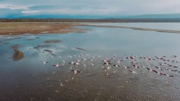 Vue Aérienne Des Oiseaux Flamants Roses Sur Lac Nakuru Kenya — Video