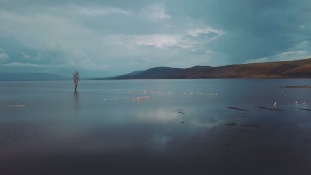 肯尼亚 Nakuru 湖上火烈鸟鸟鸟瞰图 — 图库视频影像