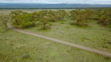 Afrika Savannah Gölü Nakuru Milli Park, Kenya vahşi Zebras havadan görünümü.