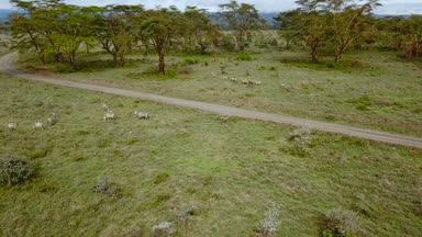 Afrika Savannah Gölü Nakuru Milli Park, Kenya vahşi Zebras havadan görünümü.