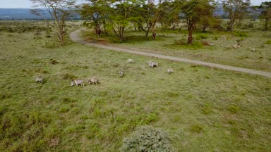 Afrika Savannah Gölü Nakuru Milli Park, Kenya vahşi Zebras havadan görünümü.