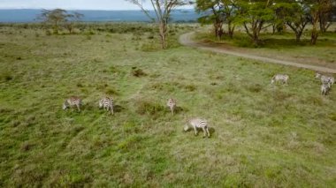 Afrika Savannah Gölü Nakuru Milli Park, Kenya vahşi Zebras havadan görünümü.
