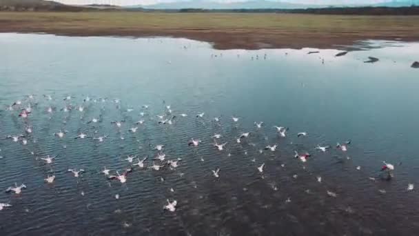 肯尼亚 Nakuru 湖上火烈鸟鸟鸟瞰图 — 图库视频影像