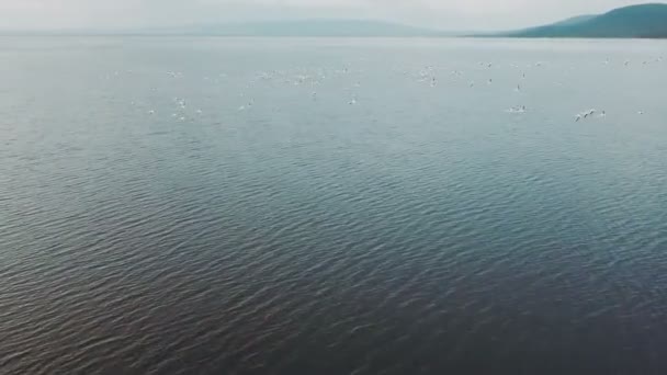 Luftaufnahme Von Flamingo Vögeln Nakuru See Kenia — Stockvideo