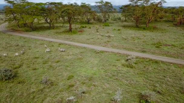 Afrika Savannah Gölü Nakuru Milli Park Kenya Vahşi Zebras Havadan — Stok video