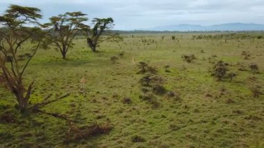 Afrika Savannah Gölü Nakuru Milli Park, Kenya zürafa ailesinin havadan görünümü