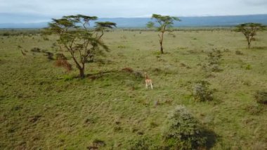 Afrika Savannah Gölü Nakuru Milli Park, Kenya zürafa ailesinin havadan görünümü
