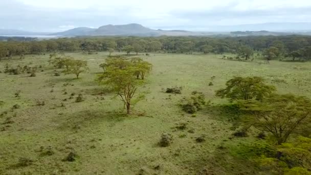 ケニアのアフリカのサバンナの空撮 — ストック動画