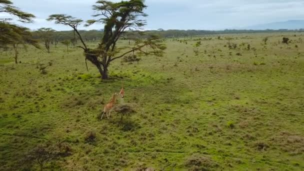 ナクル湖国立公園は ケニアでアフリカのサバンナにキリン家族の航空写真 — ストック動画