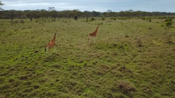 ナクル湖国立公園は ケニアでアフリカのサバンナにキリン家族の航空写真 — ストック動画