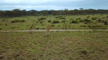 Afrika Savannah Gölü Nakuru Milli Park, Kenya zürafa ailesinin havadan görünümü