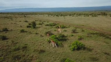 Afrika Savannah Gölü Nakuru Milli Park, Kenya zürafa ailesinin havadan görünümü