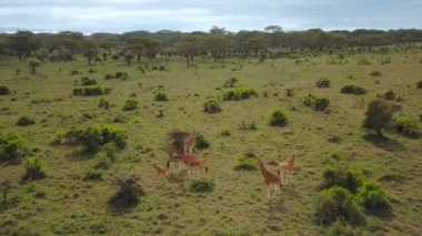 Afrika Savannah Gölü Nakuru Milli Park, Kenya zürafa ailesinin havadan görünümü