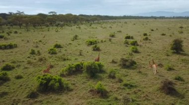 Afrika Savannah Gölü Nakuru Milli Park, Kenya zürafa ailesinin havadan görünümü