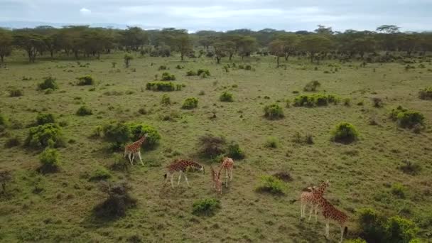 Widok Lotu Ptaka Rodziny Żyraf Afrykańskiej Sawanny Parku Narodowego Lake — Wideo stockowe