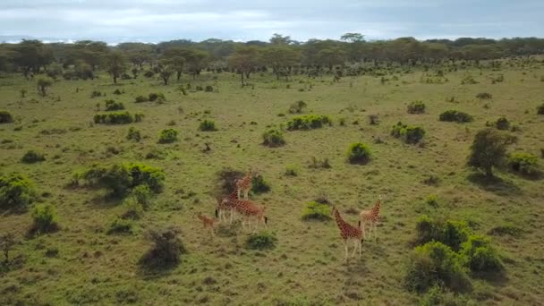 ナクル湖国立公園は ケニアでアフリカのサバンナにキリン家族の航空写真 — ストック動画