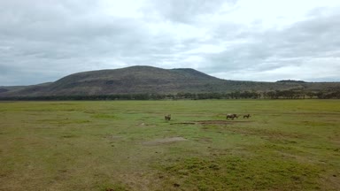 Gölü Nakuru Milli Park, Kenya Afrika savana vahşi gergedanlar havadan görünümü