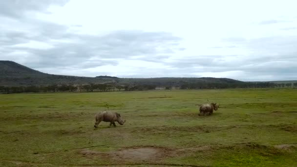 ナクル湖国立公園は ケニアでアフリカのサバンナで野生のサイの航空写真 — ストック動画