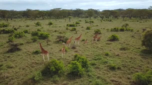 ナクル湖国立公園は ケニアでアフリカのサバンナにキリン家族の航空写真 — ストック動画