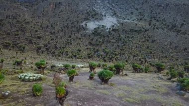 Havadan görünümü güzel etli orman Kenya dağlarında. Kenya Dağı Milli Parkı dron görüntüleri