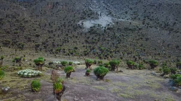 Havadan Görünümü Güzel Etli Orman Kenya Dağlarında Kenya Dağı Milli — Stok video