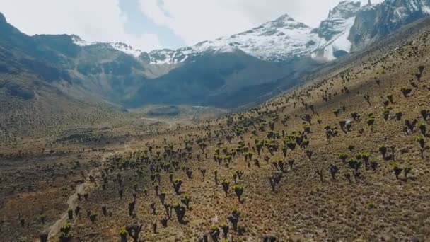 Vista Aérea Del Hermoso Bosque Suculento Las Montañas Kenia Imágenes — Vídeo de stock