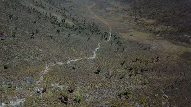 Vista Aérea Bela Floresta Suculenta Nas Montanhas Quênia Imagens Drones — Vídeo de Stock