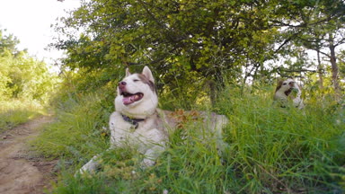 ormanda dinlenme iki Sibirya husky köpek