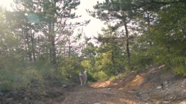 ormandaki mutlu Sibirya husky köpek