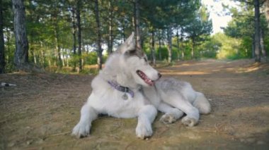 ormandaki mutlu Sibirya husky köpek