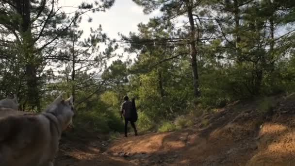 Άνθρωπος Την Κιθάρα Περπάτημα Δύο Σιβηρίας Μεγαλόσωμος Σκύλος Στο Δάσος — Αρχείο Βίντεο