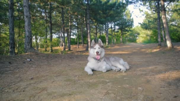 Feliz Cão Husky Siberiano Floresta — Vídeo de Stock