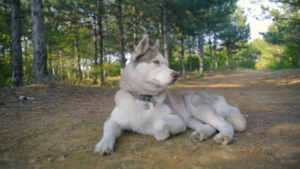 森で幸せのシベリアン ハスキー犬 — ストック動画